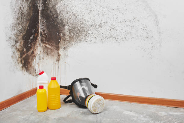 Best Commercial Mold Remediation in Oquawka, IL