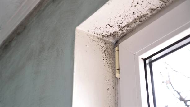 Best DIY Mold Remediation Support Services in Oquawka, IL
