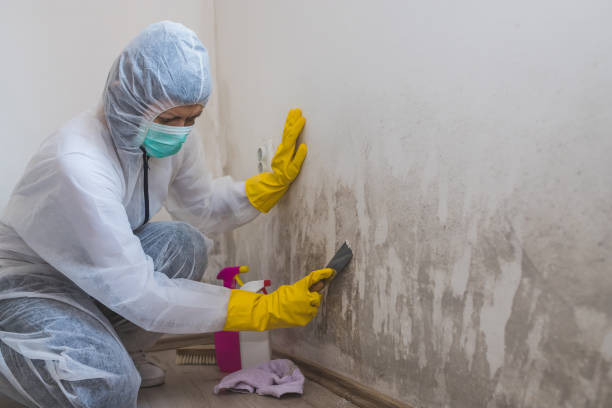 Best Residential Mold Remediation in Oquawka, IL