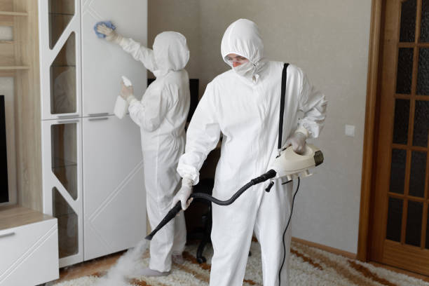 Best Basement Mold Remediation in Oquawka, IL