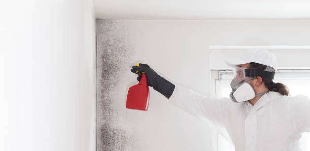 Best White Mold Remediation in Oquawka, IL