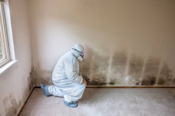 Best Black Mold Remediation in Oquawka, IL