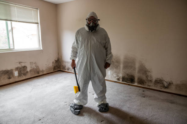 Best Post-Flood Mold Remediation in Oquawka, IL